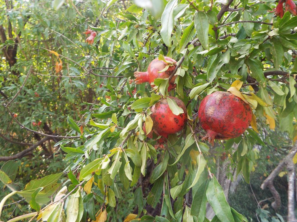 תלאווי Farmer'S Guest House מראה חיצוני תמונה